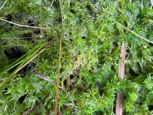 Sphagnum trinitense observed 2026-01-06