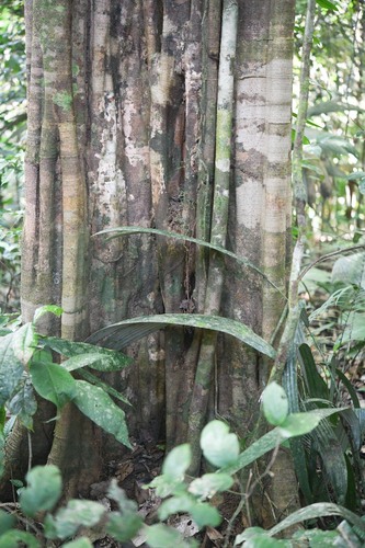 Aspidosperma excelsum observed 2024-06-28