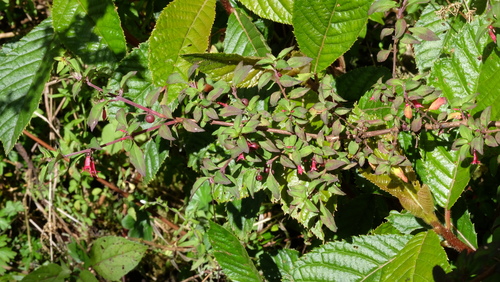 Fuchsia microphylla (Fuchsia microphylla)