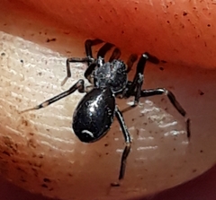 Liophrurillus flavitarsis
