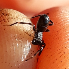 Liophrurillus flavitarsis