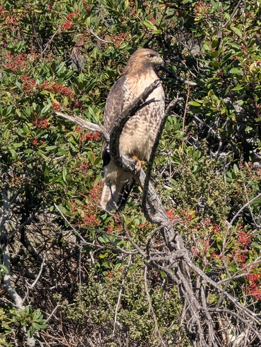Red-tailed Hawk