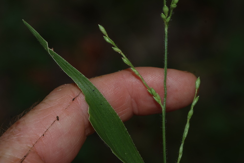 Urochloa foliosa observed 2026-01-15