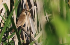 Locustella luscinioides