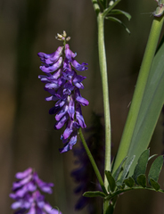 Vicia cracca cracca