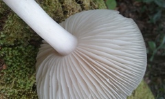 Megacollybia