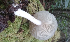 Megacollybia