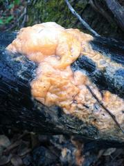Fusicolla merismoides