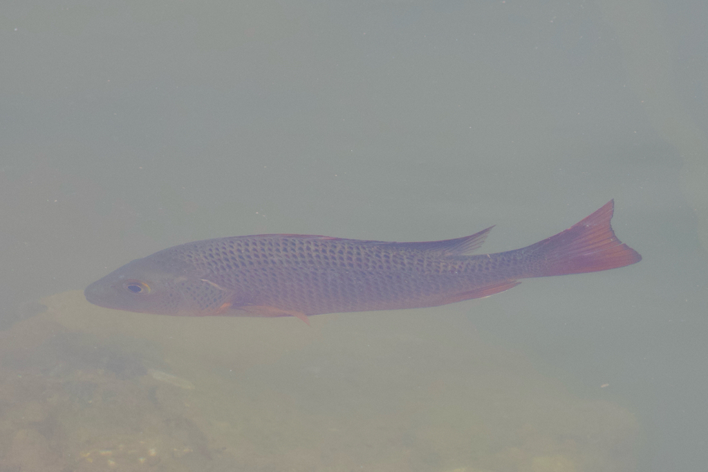 Colorado-snapper (Lutjanus colorado) — Lutjanidae