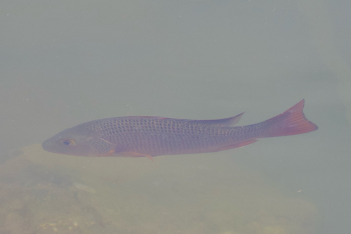 Colorado snapper (Lutjanus colorado) — Lutjanidae