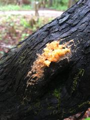 Fusicolla merismoides