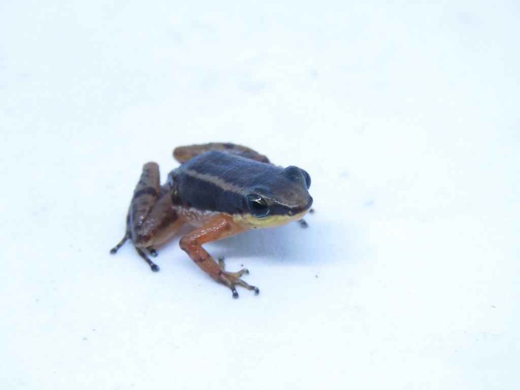 Santiago Rocket Frog
