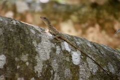 Anolis argenteolus