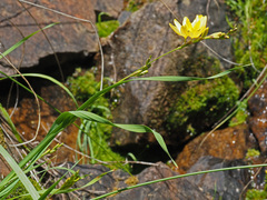 Ixia angelae