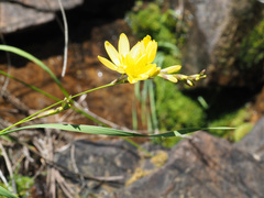 Ixia angelae