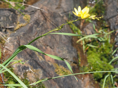 Ixia angelae