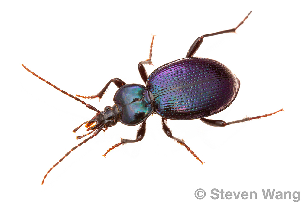 Snail-eating Beetles
