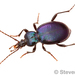 Liebeck's Snail-eating Beetle - Photo (c) Steven Wang, some rights reserved (CC BY-NC), uploaded by Steven Wang