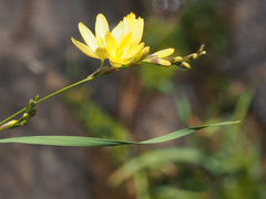 Ixia angelae