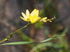 Ixia angelae