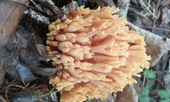 Ramaria flava