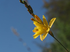 Ixia angelae