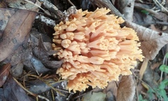 Ramaria flava
