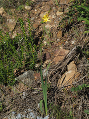 Ixia angelae