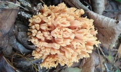 Ramaria flava