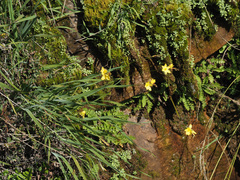 Ixia angelae