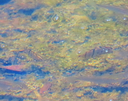 Banded grunter (Amniataba percoides) — Terapontidae