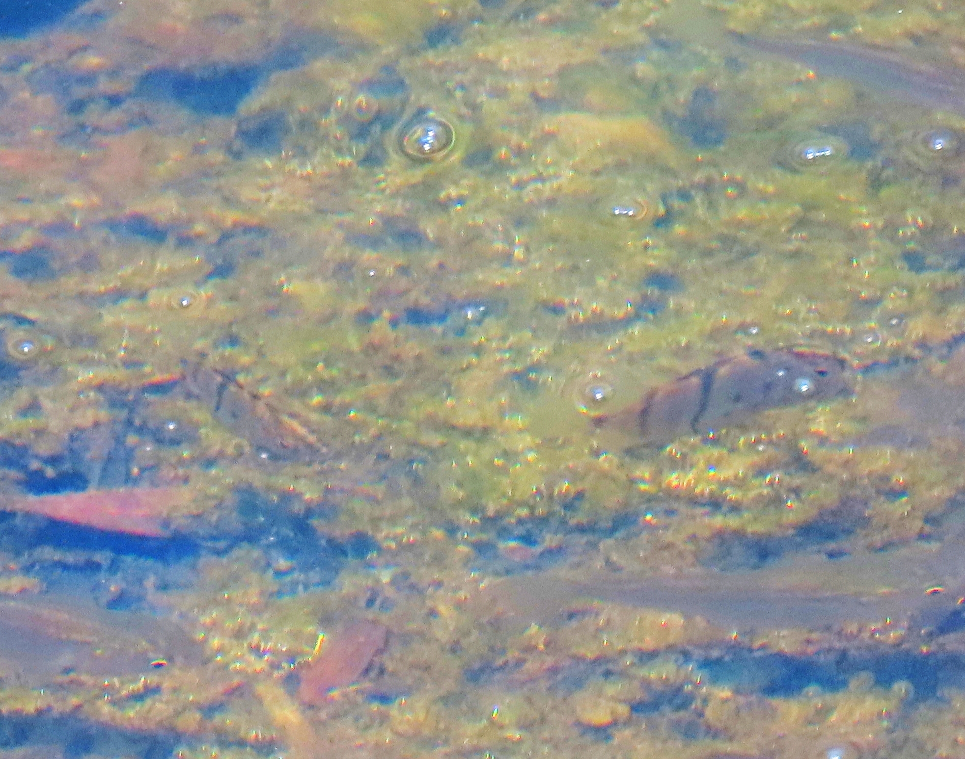 Banded Grunter photo 6