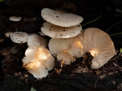 Ossicaulis lachnopus