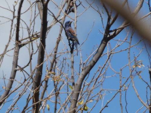 Blue Grosbeak (Passerina caerulea), photo 4