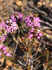 Erica pulchella