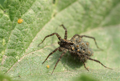 Pardosa