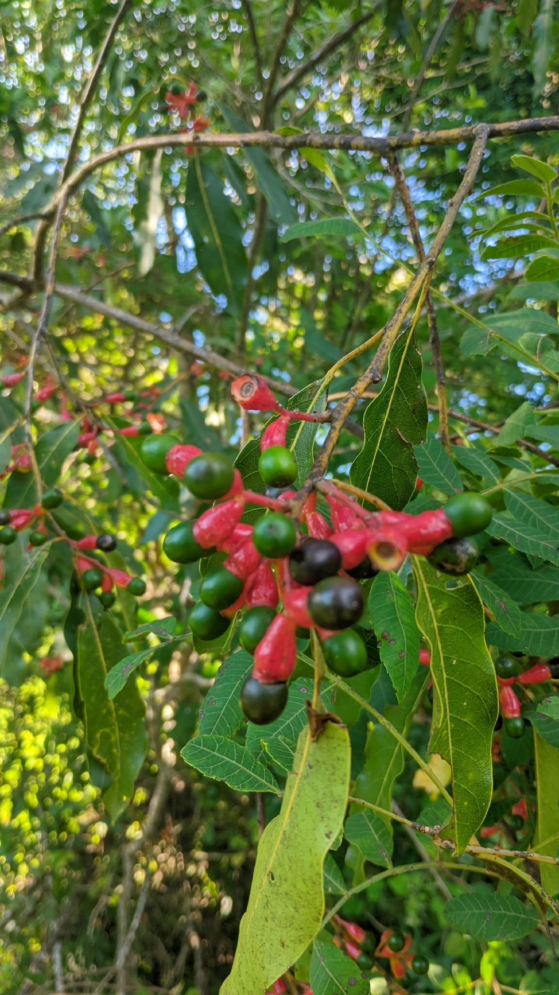 Imagem de Canela-guaicá
