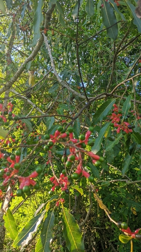 Foto de Canela-guaicá