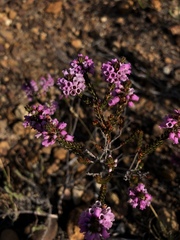 Erica pulchella
