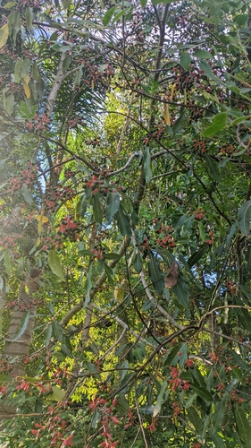 Foto de Canela-guaicá
