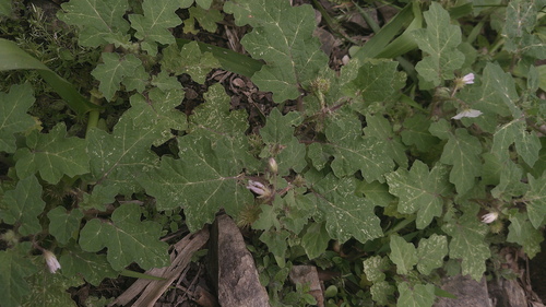Redberry Nightshade (Solanum campechiense)