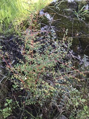 Pellaea andromedifolia