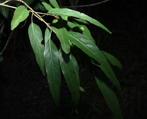 peachwood (Ehretia saligna)