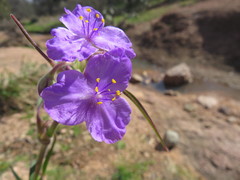 Tradescantia gigantea