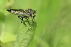 Didysmachus picipes