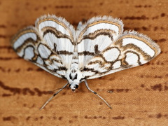 Nymphula nitidulata