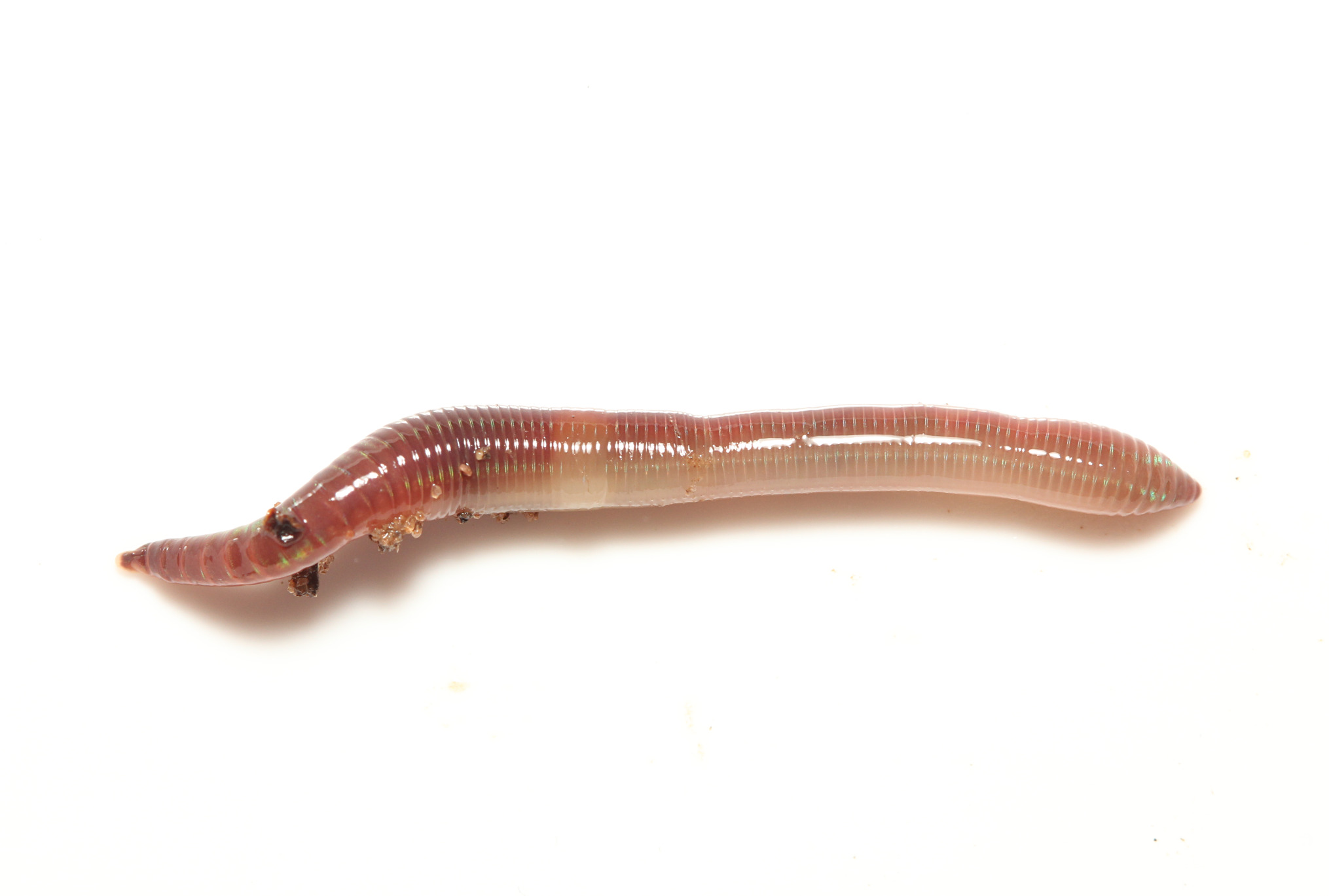 Lumbricus castaneus (Savigny, 1826)
