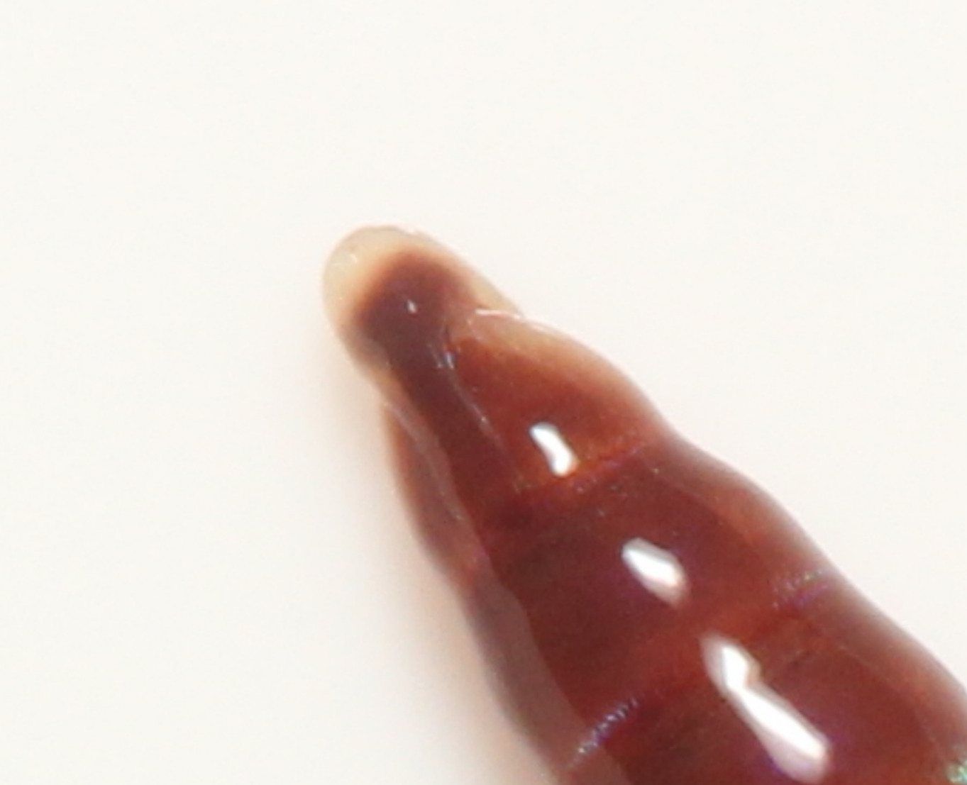 Lumbricus castaneus (Savigny, 1826)