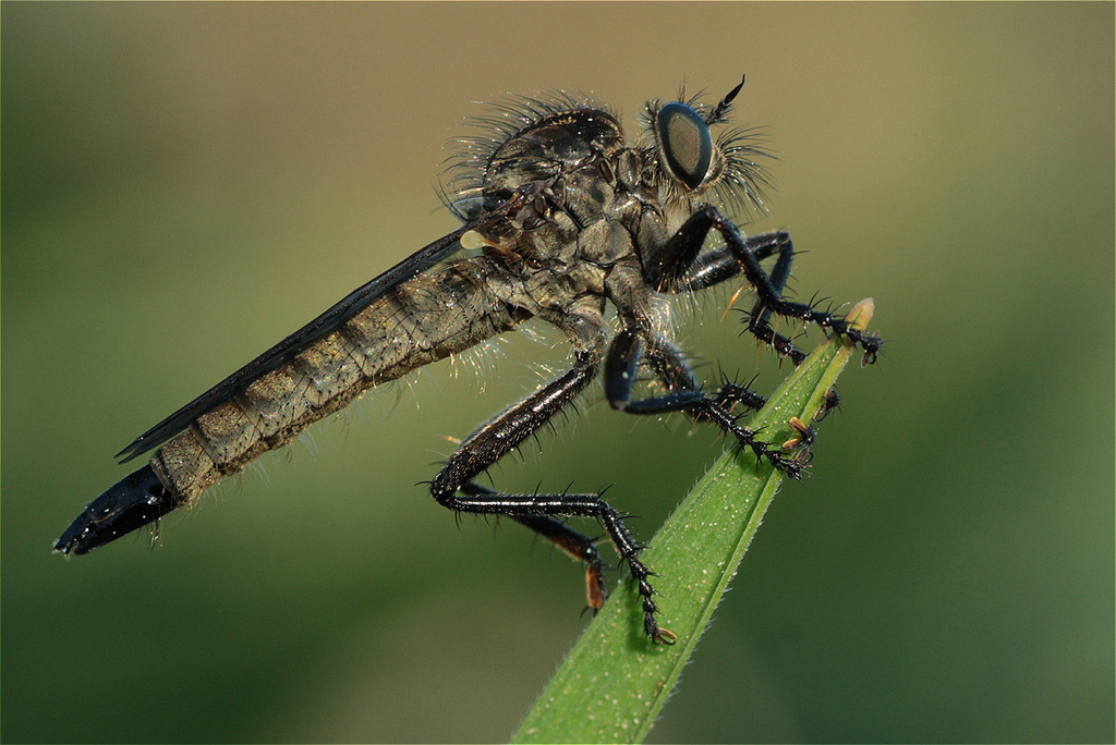Didysmachus picipes