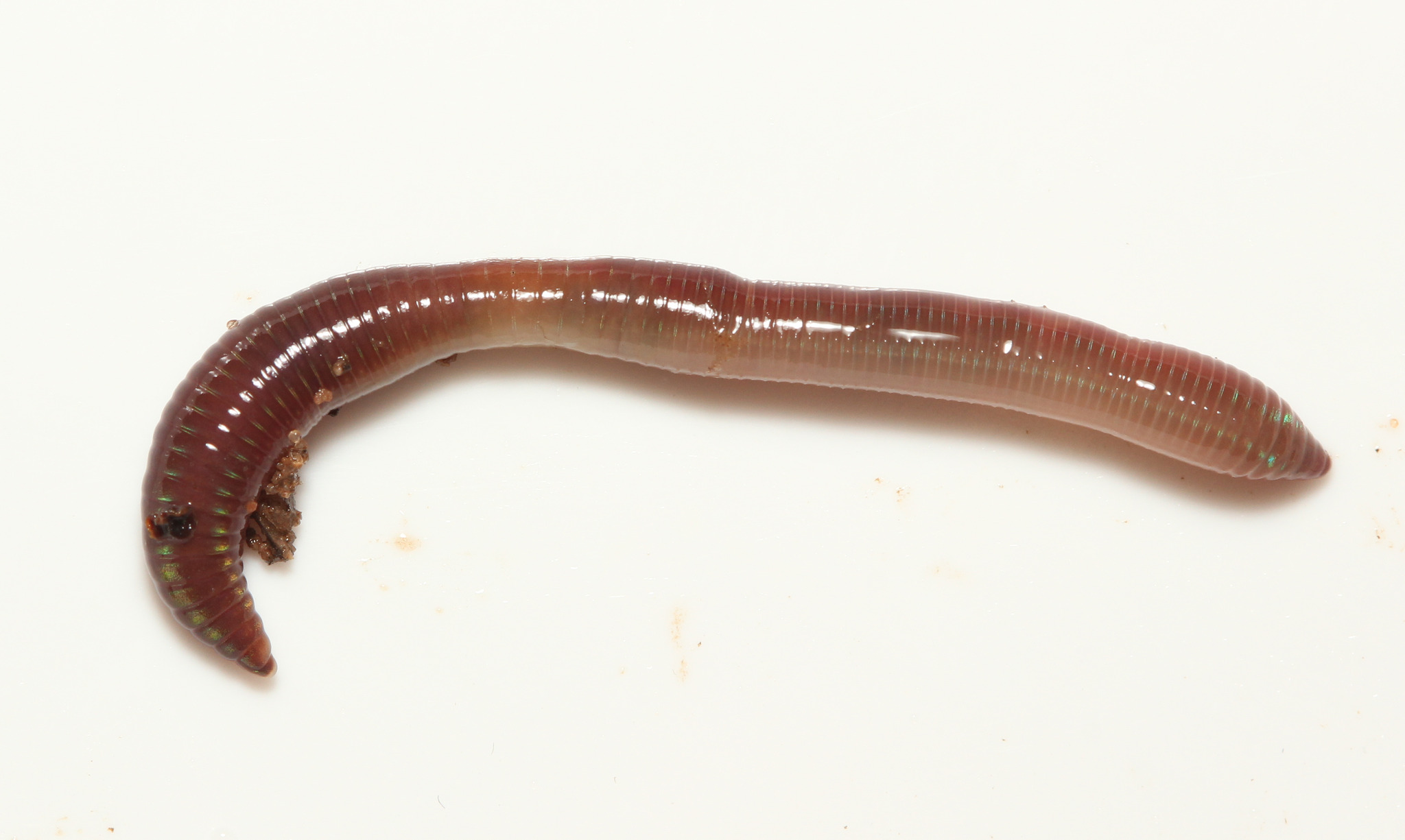 Lumbricus castaneus (Savigny, 1826)